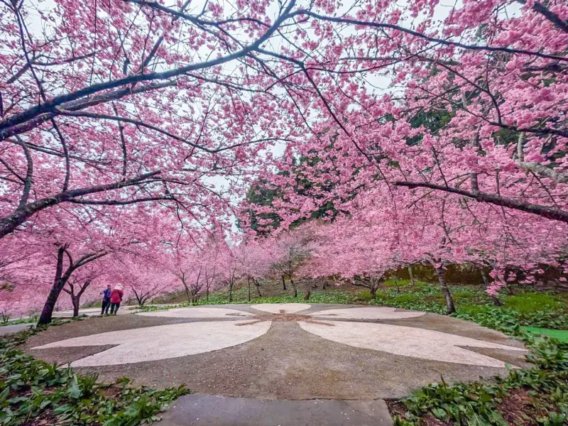▲福壽山農場宣告，千櫻園目前的櫻花已經開滿6成，正式賞櫻的好時機。（圖／福壽山農場臉書www.facebook.com/fssfarm/）