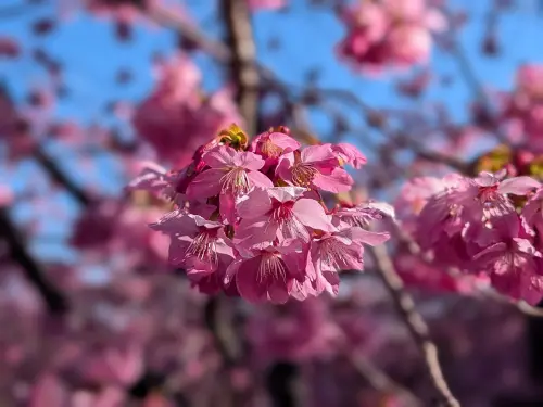 ▲福壽山農場宣告，千櫻園目前的櫻花已經開滿6成。（圖／福壽山農場臉書www.facebook.com/fssfarm/）