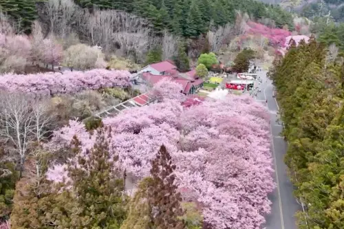 ▲武陵農場也宣告櫻花已經滿開（圖／武陵農場提供https://www.wuling-farm.com.tw/）