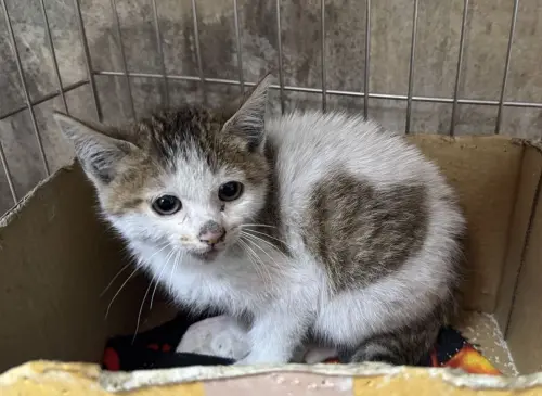 新北流浪小虎斑貓臉受傷！身上有大愛心　幸福找到家醜小鴨變天鵝