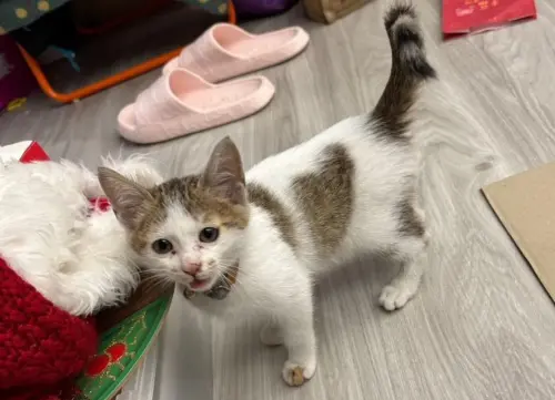 ▲小虎斑被新主人李小姐領養之後，在充滿愛的環境下身體狀況越來越好，薄色、眼神也都越來越亮眼了。（圖／新北動保處）