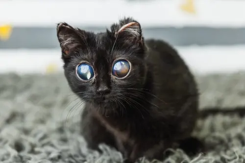 外星大眼黑貓沒人要！收容所急送養「遭疑AI假圖」　真相反轉哭了