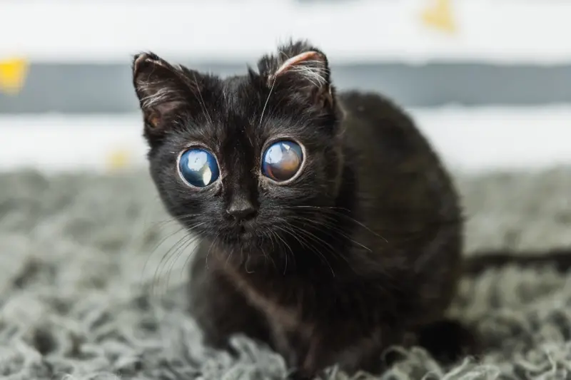 外星大眼黑貓沒人要！收容所急送養「遭疑AI假圖」　真相反轉哭了