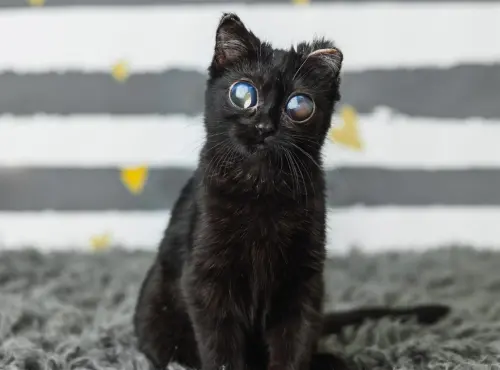 ▲協會貼出多張多力多的照片，其中最大特點在於那雙宛如外星人般的大眼睛，甚至一度被網友質疑是「AI假圖」，在網路上引發廣大討論。（圖／The Bitty Kitty Brigade臉書）