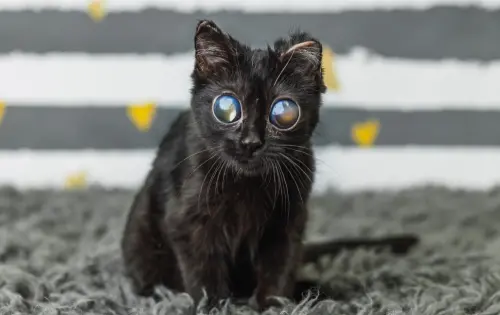 ▲多利多後來經過眼科專科醫師檢查，發現確診貓傳染性腹膜炎（FIP），該疾病會引發全身性發炎發應，有時還會影響到眼睛，但像多力多腫脹程度的個案相當少見。（圖／The Bitty Kitty Brigade臉書）