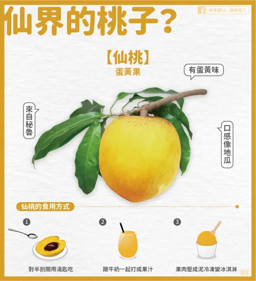 ▲農糧署表示，若想觀察仙桃的熟度，議先從外表顏色著手，外觀需呈現橘黃色（冬天則是淡黃色），且摸起來要有軟度，才是仙桃的最佳賞味期。 （圖／農糧署臉書）