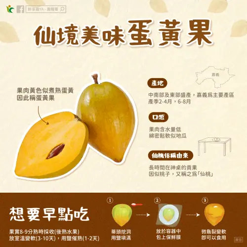 ▲ 仙桃正確名稱是「蛋黃果」（egg fruit），因其果皮橙黃、質地類似煮過的蛋黃而得名，仙桃原產於中南美洲，1929年由菲律賓引入台灣，在中南部、東部有零星栽培。（圖／農糧署臉書）