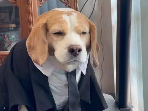 泰國睡不飽狗狗爆紅！Mootoo厭世臉變迷因　圈粉萬人：像開工的我