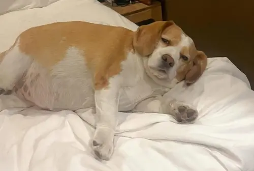 ▲Mootoo的社群帳號每天都會更新日常照片，即使每天看起來都像沒睡飽，仍在Instagram累積超過135萬人追蹤。（圖／IG@bigmootoo）