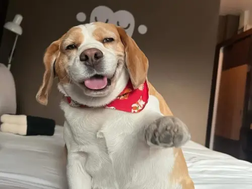 ▲Mootoo在主人愛的照料，以及藥物控制下，已經慢慢恢復精神，狀態也越來越好。（圖／IG@bigmootoo）