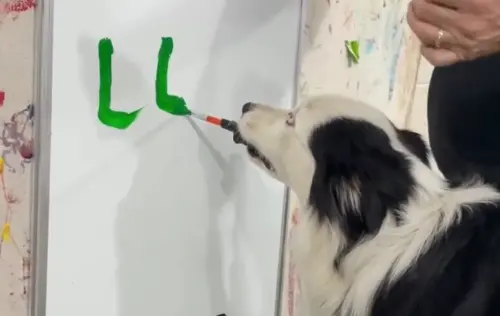 ▲Lucky專心聽從主人的指令成功寫出自己的名字。（圖／IG@omarvonmuller）