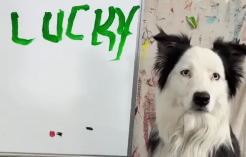 狗界畢卡索有徒弟了！邊牧Lucky「開始學畫畫」　第一幅作品亮相
