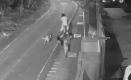 彰化和美驚見「猛犬大軍」！追咬路人害受傷　春節起至少10人受害