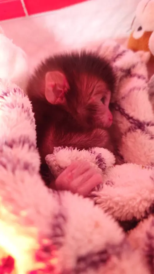 ▲高雄美濃2月28日發現一隻未滿1個月的小獼猴，經農業局轉送壽山動物園收容中心照護。（圖／壽山動物園提供）