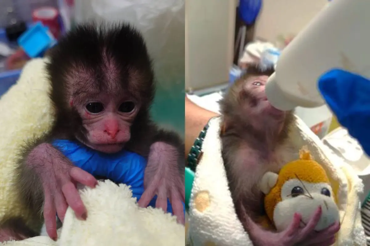 ▲高雄美濃有民眾發現一隻出生不到1個月的小獼猴，隨即通報農業局，後續轉送至壽山動物園野生動物收容中心安置照護，保育員提供布偶與毛毯增加安全感，模樣宛如日本爆紅孤兒猴Panchi。（圖／壽山動物園提供）