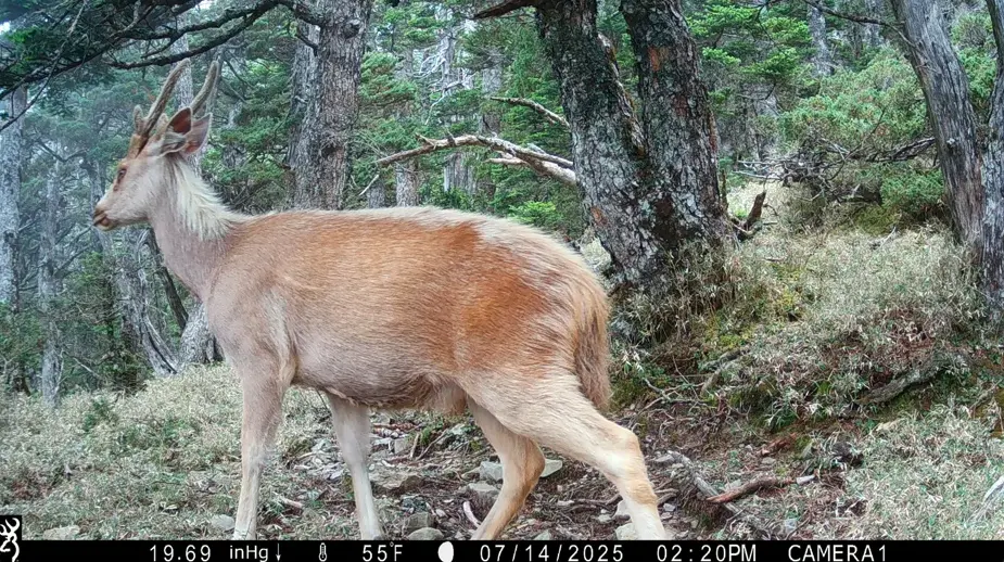 ▲玉山國家公園透過10處紅外線相機持續記錄山林生態，調查共拍到30種野生動物，最珍貴的紀錄是一隻白化水鹿，被稱為「山獸神」的特殊個體，宛如原住民族邵族傳說中的白色聖鹿再現。（圖／玉山國家公園提供）