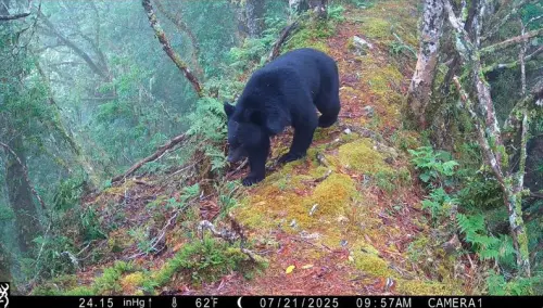 ▲此次監測紀錄拍到胸前帶有V字形斑紋的台灣黑熊，未來將依據這些資料繪製黑熊出沒熱點地圖，降低人熊衝突。（圖／玉山國家公園提供）