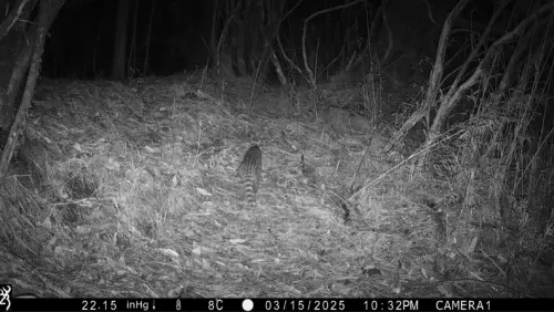 ▲玉山紅外線相機鏡頭拍攝到台灣小黃鼠狼群體活動的珍貴畫面。（圖／玉山國家公園提供）