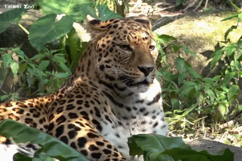 台北市立動物園花豹爺爺「花郎」18歲離世！粉絲不捨：一路好走
