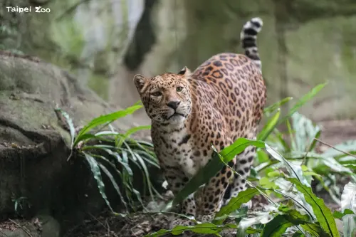 ▲花豹「花郎」多年來扮演著雨林區的重要守護者。（圖／台北市立動物園）