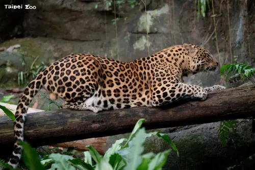 ▲花郎喜歡棲息在枝幹上，還會用樹幹磨爪。（圖／台北市立動物園）