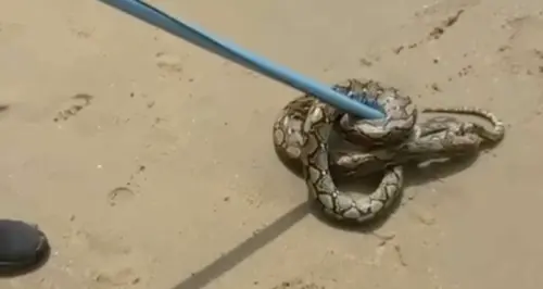 2公尺長巨蟒爬上海灘！泰國芭達雅遇蛇上岸