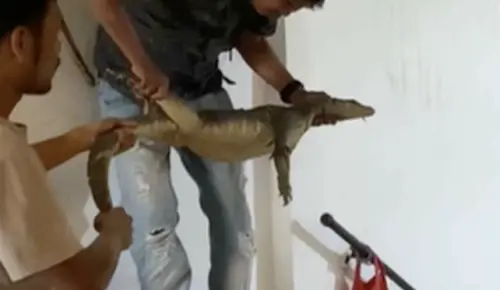 影／家中天花板有巨蜥！垂下尾巴嚇壞住戶
