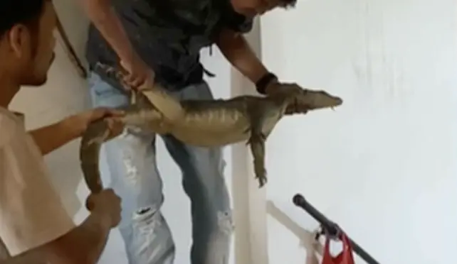 ▲印尼一戶民宅近日出現驚人畫面，一隻巨大巨蜥竟躲在客廳印尼住宅的天花板突然有尾巴與四肢從破裂的木板縫隙垂下，把一家人嚇得不知所措。（圖／翻攝自影片）