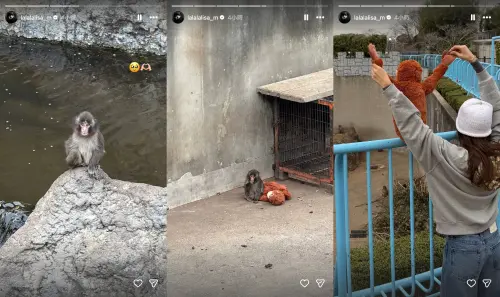 ▲猴界之光Panchi擄獲眾人芳心，Lisa也變成小粉絲。（圖／IG@lalalalisa_m）