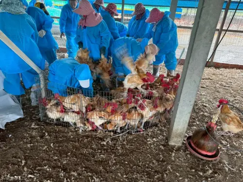 紅腳、脾臟腫脹！雲林水林爆發H5N1禽流感　急撲殺2.4萬隻土雞