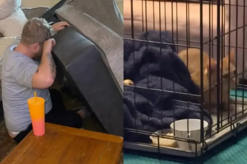 買二手沙發「家裡竟多一隻貓」！她傻眼：我沒買啊　真相曝光笑翻