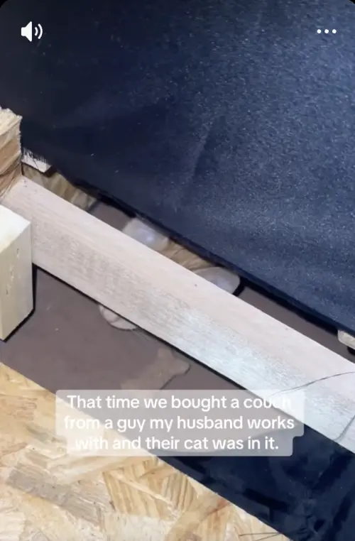 ▲薩曼莎表示，她和丈夫向一名同事買下一張二手沙發，沒想到沙發搬回家後竟出現「隱藏贈品」，同事寄養的小貓Cheeto居然躲在沙發內一起被帶走。（圖／翻攝自TikTok@mrs_samanthahardin）