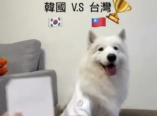 薩摩耶預測中華隊WBC賽況全中！台韓對決選「會贏」全網坐等結果
