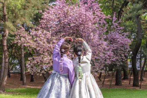 Klook調查：這2城市仍為遊客最愛賞櫻目的地！夢幻櫻花秘境報你知