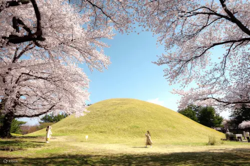 ▲釜山近郊的慶州為韓國著名賞櫻熱點。（圖╱Klook提供）