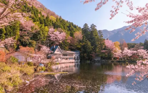 ▲由布院一日遊於櫻花季時也十分受歡迎。（圖╱Klook提供）