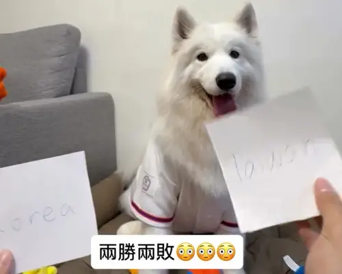 ▲薩摩耶犬「萊芙」神預測中華隊會先2敗再2勝，精準預測中華隊4戰成績。（圖／翻攝IG@lifewang_samoyed）