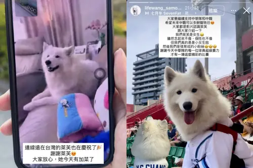 ▲萊芙的主人透露是張育成粉絲，昨晚勝利後也有給愛犬加菜。（圖／翻攝IG@lifewang_samoyed）