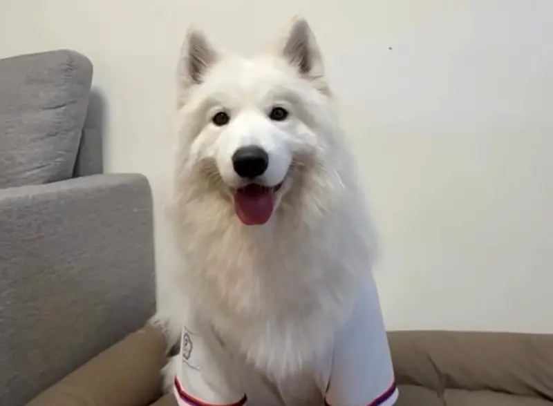 薩摩耶神預測經典賽4戰！百萬人朝聖　主人是張育成粉絲：加菜了