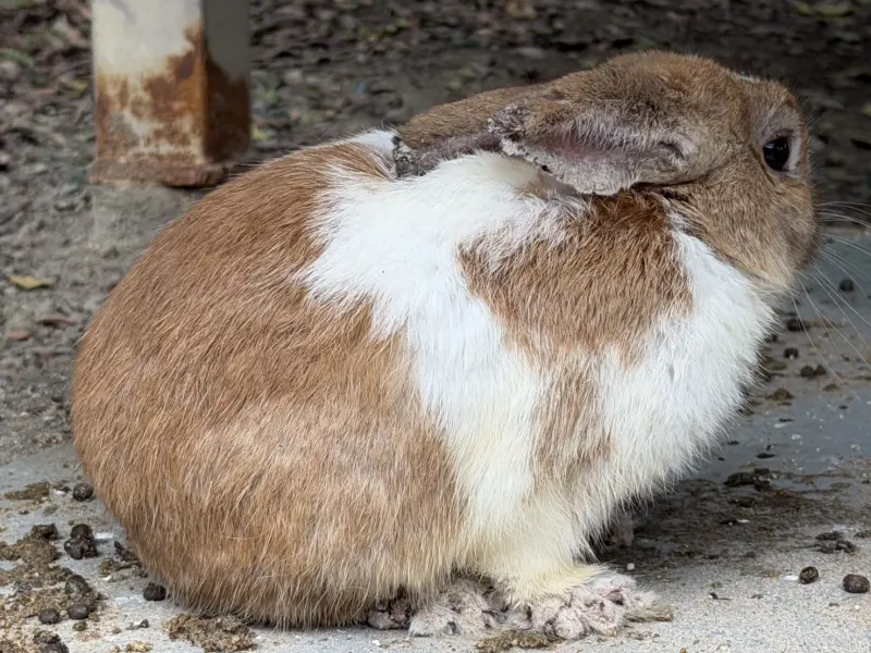新北餐廳爆大量兔子死亡！動保處出手救援了　業者最重能罰200萬