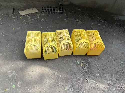 ▲倖存的兔子，目前已由社團法人台灣愛兔協會接手，進行專業的醫療照護與後續安置。（圖／新北市動保處）