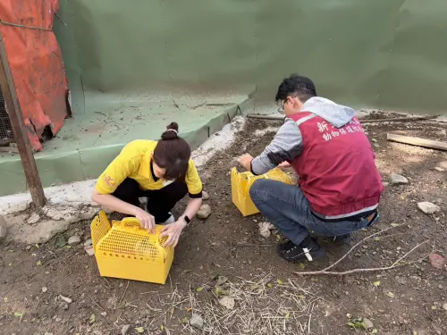 ▲一月底複查餐廳時，現場兔子竟已出現大量病亡，動保處緊急沒入剩餘兔隻。（圖／新北市動保處）