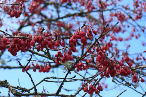 ▲「2025阿里山櫻花季」將於3月10日登場，直到4月10日。（圖／取自阿里山櫻花季官網event.welcometw.com/alishan-cherry-blossom-season/）