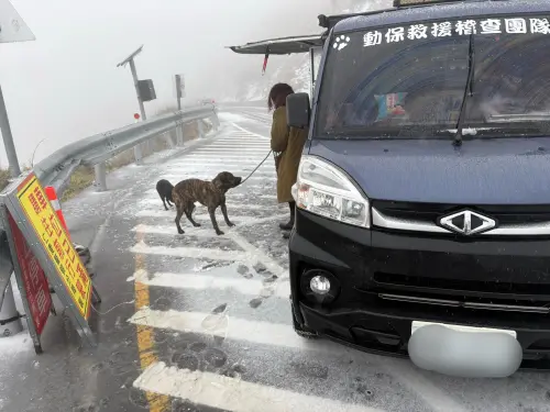 毛小孩回家了！平地虎斑犬被偷走棄合歡山　雪地熱血救援感動千人
