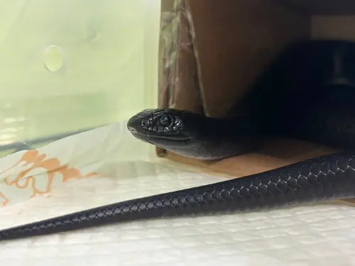 超美墨西哥黑王蛇在屏東流浪！動保處剛開認養　主人等一年找到了
