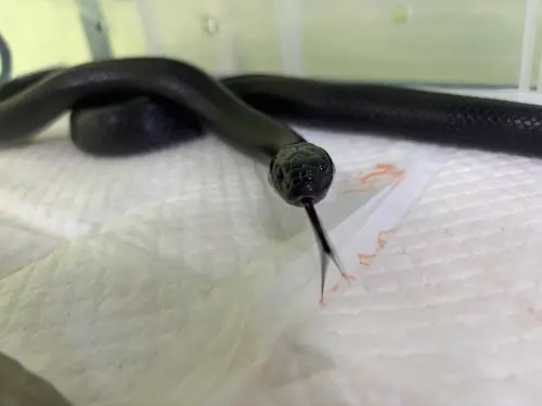 ▲為了確保領回程序的嚴謹性，動保人員採取專業的身分比對，對比鱗片紋路、臉型體型。（圖／屏東動保處）