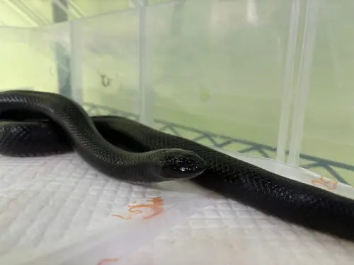 ▲黑王蛇原棲地在墨西哥西北部及美國亞利桑那州、加利福尼亞州部分地區，身價在萬元以內，無毒，是相當受歡迎的寵物蛇。（圖／屏東動保處）