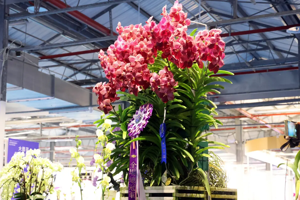 ▲ 備受矚目的競賽大獎花由四倍體蘭園的萬代蘭 Vanda KulwadeeFragrance 榮獲「全場總冠軍」最高榮譽，以其無可匹敵的生長勢與藝術級的觀賞價值，堪稱年度指標之作。（圖／南市府提供）