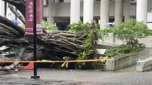 逢甲研究生遭校樹壓死！檢方偵結不起訴　母聲請再議批：二次傷害
