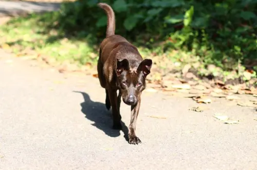 ▲恭喜可愛的鐺鐺找到新家，動保處也攜手數位發展部，全國首創推出「AI寵物認養媒合系統」，快來看看能不能遇到有緣分的毛孩吧！（圖／新北市動保處www.ahiqo.ntpc.gov.tw/）
